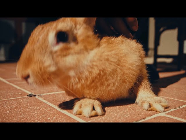 Feloni19 - Force Lakka Rabbit (Official Video) Richpree