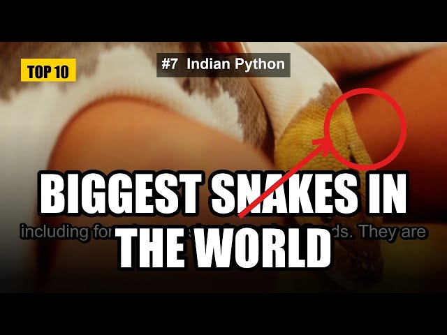 World's Largest Snakes