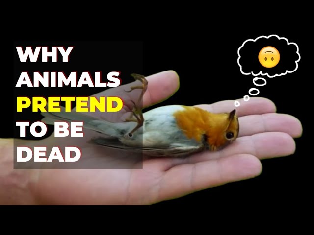 Why Do Animals Play Dead?