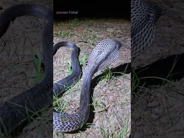 हमले पर हमले किए कोबरा साँप ने! #snake #video #viral #funny #youtubeshorts #Youtube 