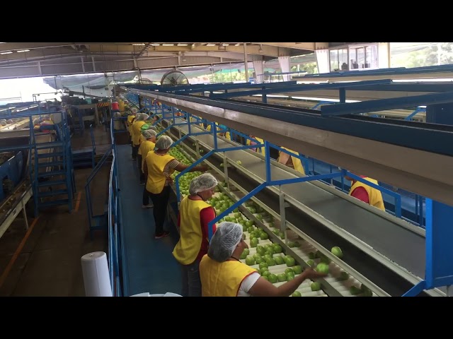 INDOus agriseeds