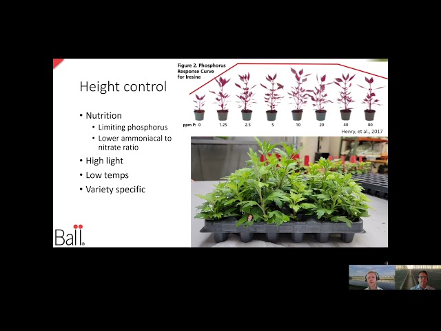 Tech On Demand: Success With Cuttings (Part 12) – Height Control