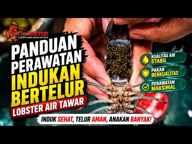 PANDUAN PERAWATAN INDUKAN BERTELUR LOBSTER AIR TAWAR YANG BAIK DAN BENAR