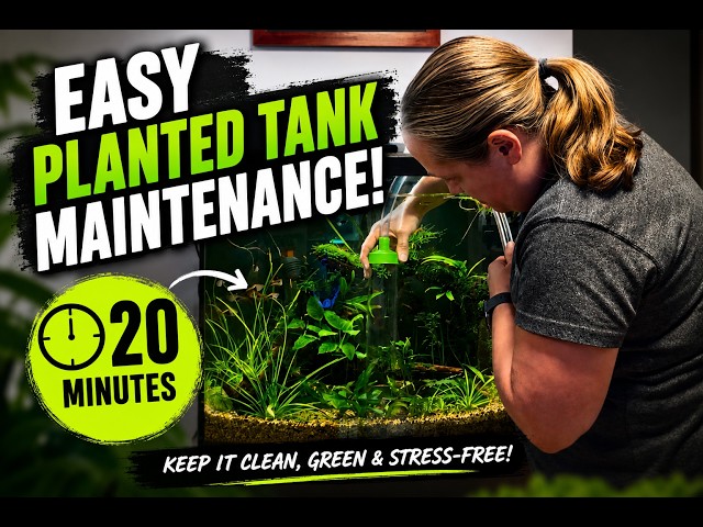 SUPER Easy Planted Tank Maintenance