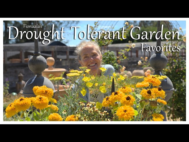 Thriving in Sunshine: Drought-Tolerant Favorites for a Delightful, Resilient Oasis! ☀️🌻 #zone9b