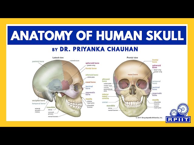 Anatomy of Human Skull by Dr. Priyanka Chahuhan | Physiotherapy | RPIIT ACADEMICS