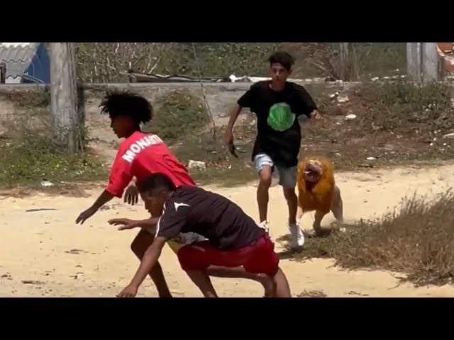 El leon 🦁  de tarzan 😂 | Broma