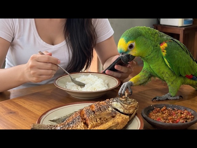 A compilation of hilarious Amazon parrot antics 🤣‼️