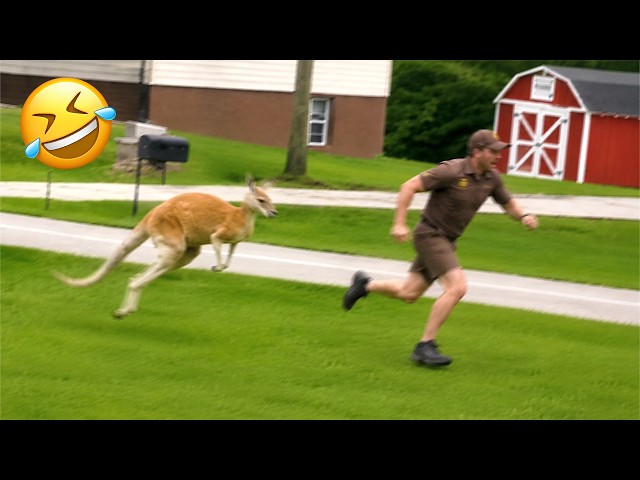 Videos de animales más divertidos 2026 😂 Animales rompiendo las reglas de la forma más graciosa
