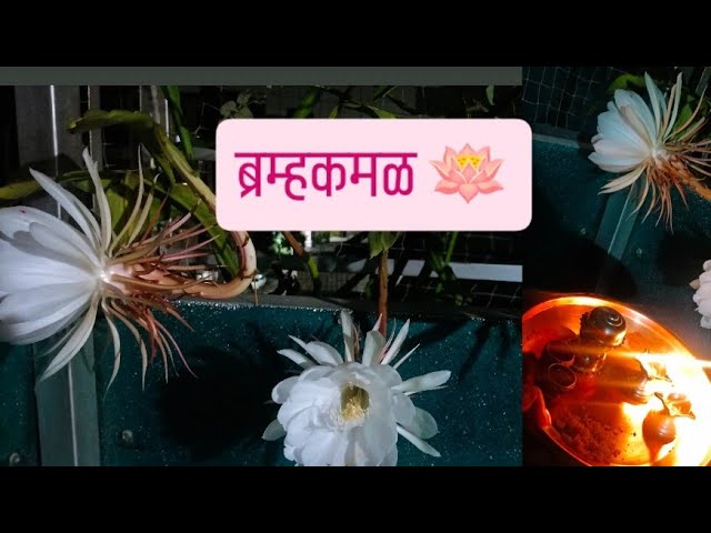 आज घरी ब्रम्हकमळ उमलले | 🪷🪷#वारी #bramhakamal #youtube #nature #blog #flowers 