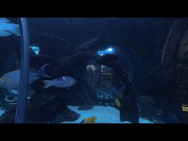 Dallas World Aquarium weird looking fish