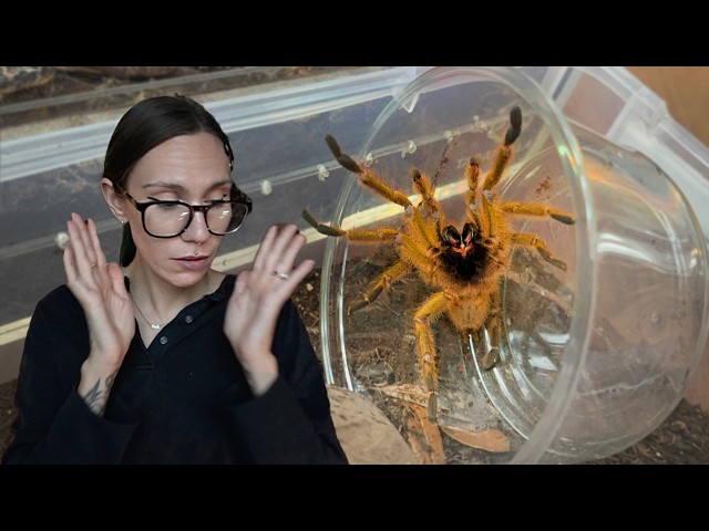 Hissing, Biting & BOLTING!.. SCARIEST Tarantula Pairing EVER!!