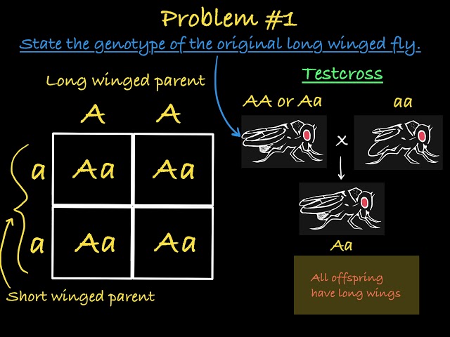 Testcross Practice Problems
