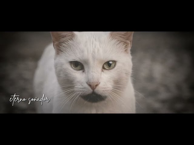 El Barrio - Misifú - Vídeo Lyrics