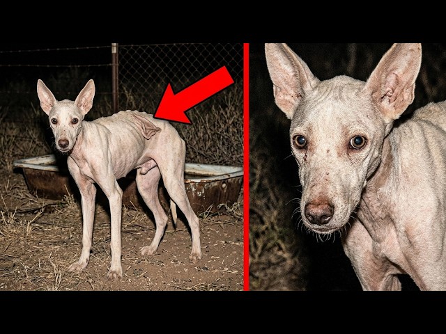 Shocking Real Mutations in Humans and Animals