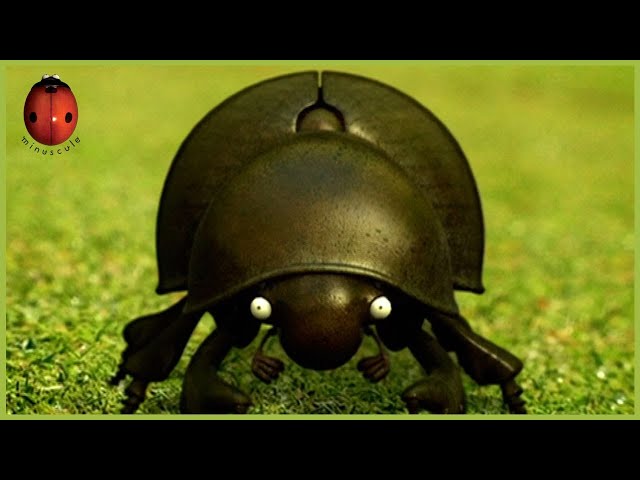 Dung Beetle Blues | Minuscule | 25' Compilation