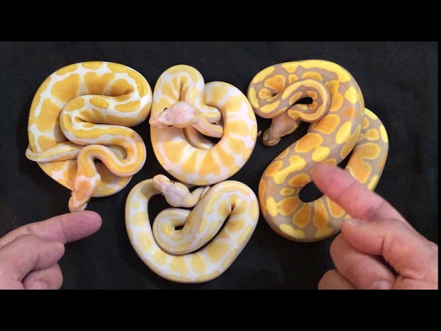 BANANA LAVENDER ALBINO Ball Python PROJECT!  SUPER BANANA LAVENDER.  How to?
