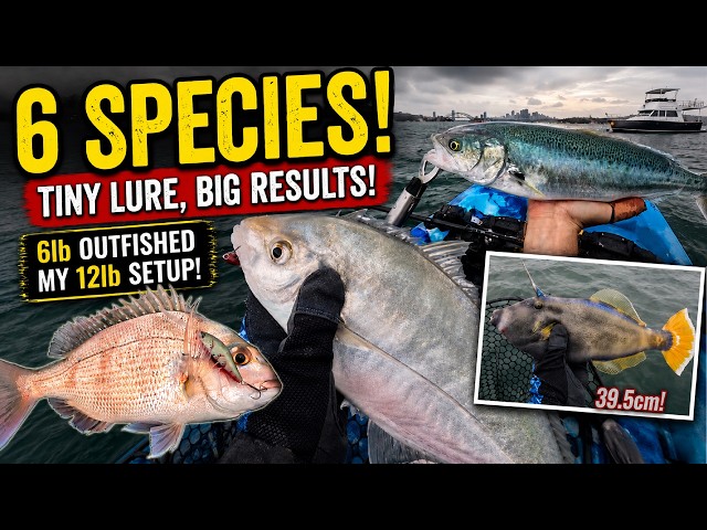 Winter Kayak Trolling! Light Tackle Delivers an Action-Packed Sydney Harbour Session 🎣🛶