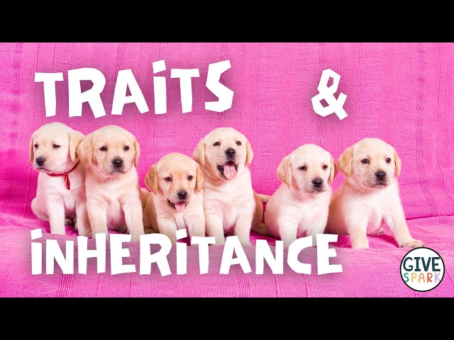 Traits and Inheritance for Kids | 3rd Grade NGSS Unit Introduction
