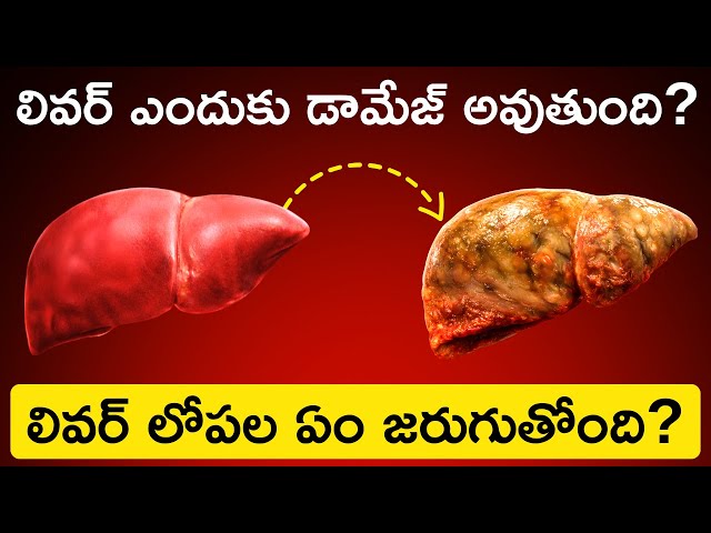 How Human Liver Works in Telugu Badi | Liver Functions, Diseases, Prevention | Clean Your Liver