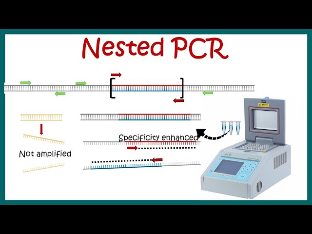 Nested PCR || Principle and usage