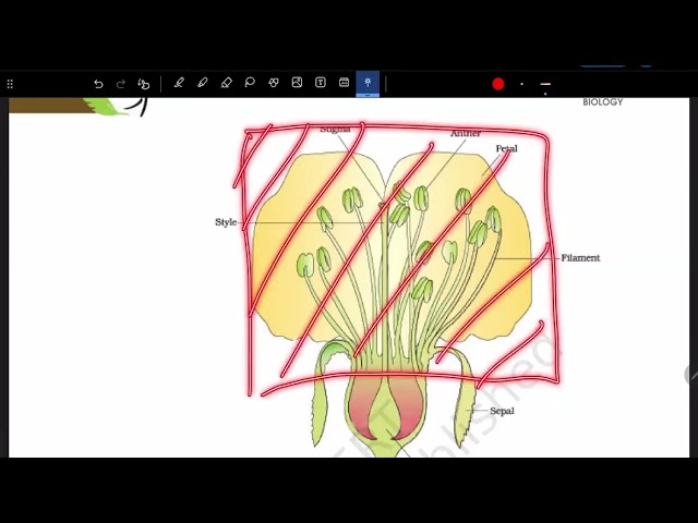 NCERT Solutions Class 12 Biology | Sexual Reproduction in Plants Part 1 | M. Mohanty