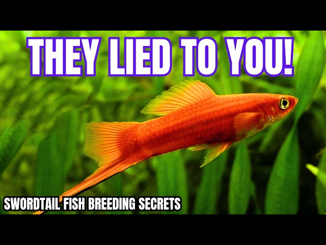Swordtail Fish Breeding SECRETS They DON'T Want You to Know! (SHOCKED)