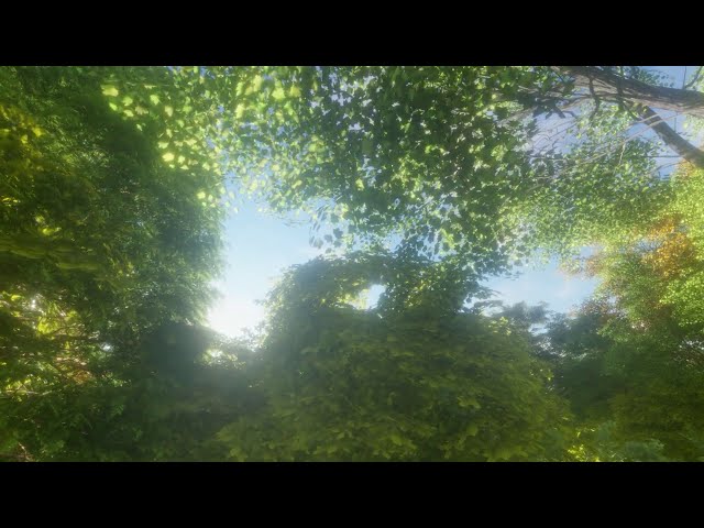 3 hours of natural treatment in forest bathing to refresh the body