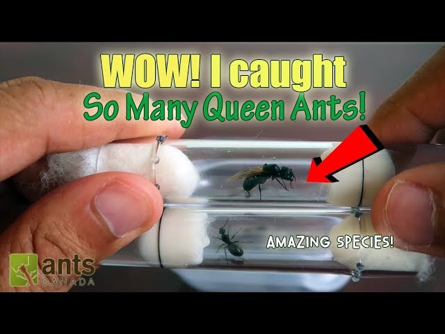 Catching So Many Queen Ants