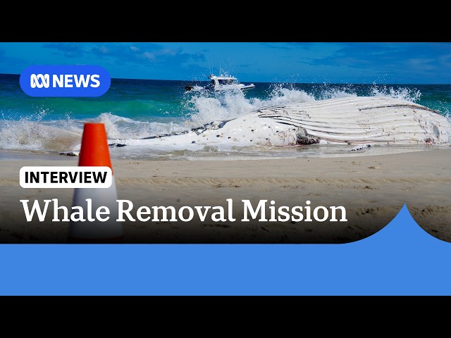 Sharks could stay at Perth beach weeks after whale carcass removal, expert says | ABC NEWS