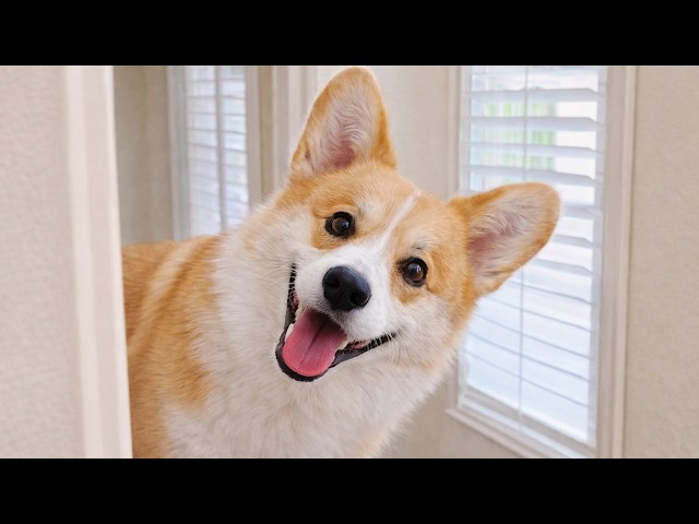 Funniest Corgis 😂 This Is Why Everyone Falls in Love with Them