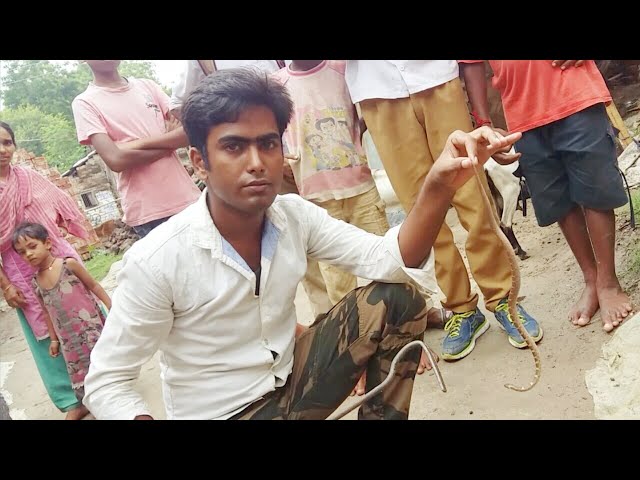 COMMON WOLF SNAKE Lycodon aulicus || Non Venomous Snake rescue