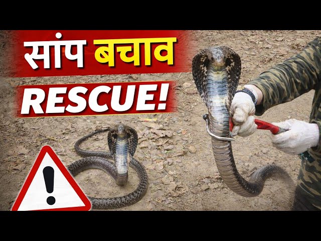 रात के अंधेरे में टॉर्च की रोशनी पड़ते ही कोबरा ने उछालकर फैलाया फन — ऐसा दृश्य पहले कभी नहीं देखा