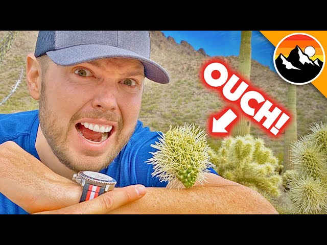 Spiked by the Most Painful Cactus in America!