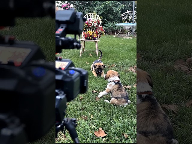 Cute Puppies Playing In The Garden #puppy #dog #funny #viral #shorts