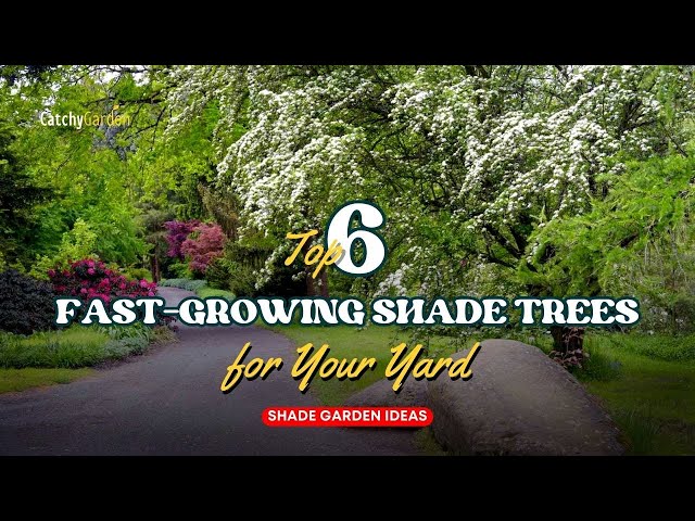 Top 6 Fast Growing Shade Trees for Your Yard 🌲🌸🌳 // Shade Garden Ideas