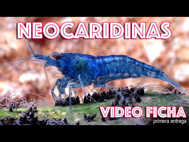 Neocaridinas 🦐 Everything you need to know to make your Gambario a success! 👍