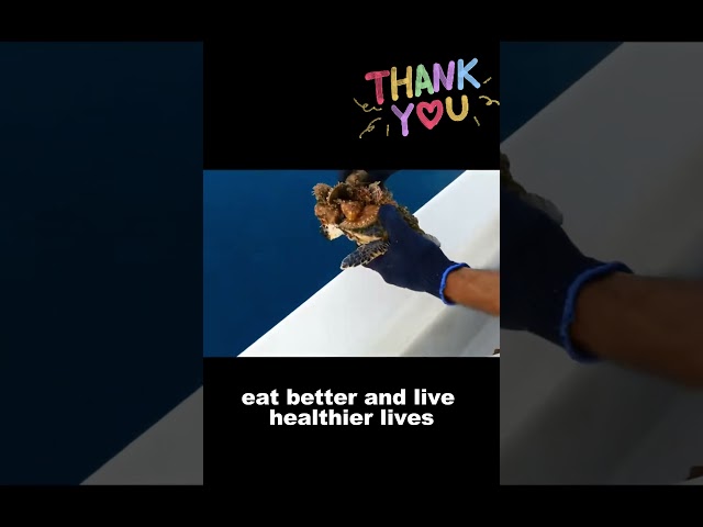 Amazing Sea Turtle Rescue! Barnacle Removal