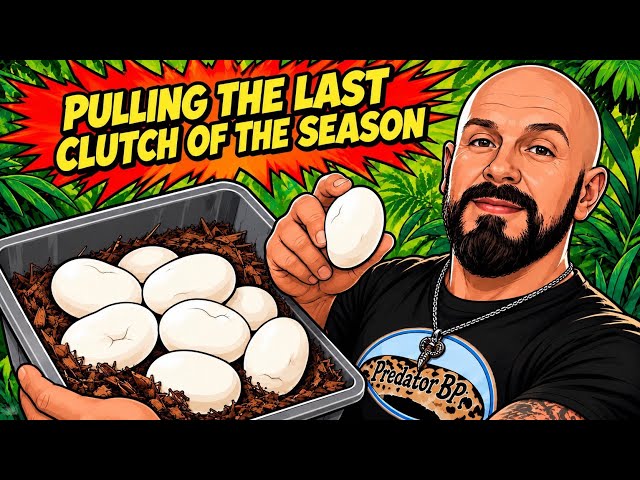 Pulling My Last Ball Python Clutch of the Season!