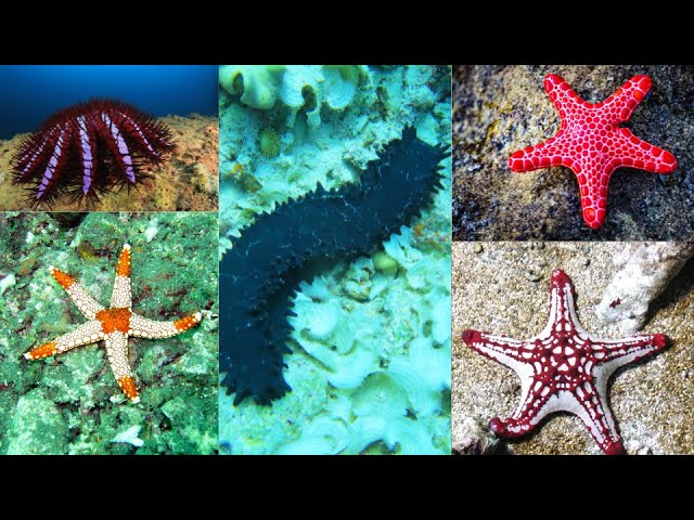 ECHINODERMS (Starfish + Sea Cucumbers): 12 Amazing Traits!