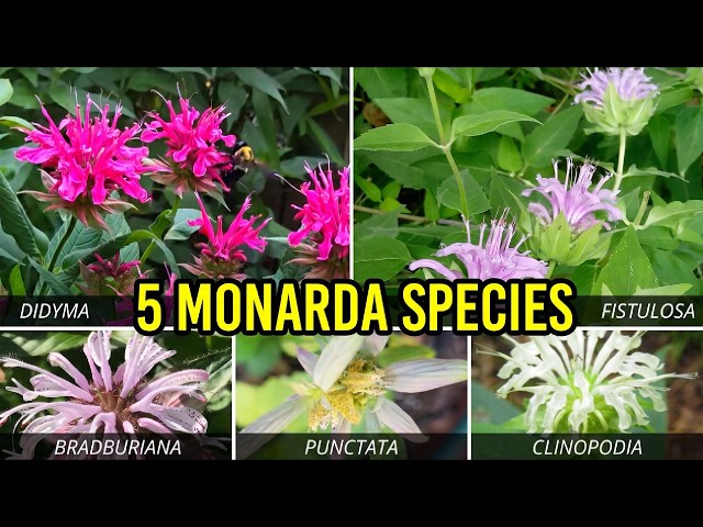 Monarda: Bridging the Gap Between Spring and Summer | 5 Beautiful Species
