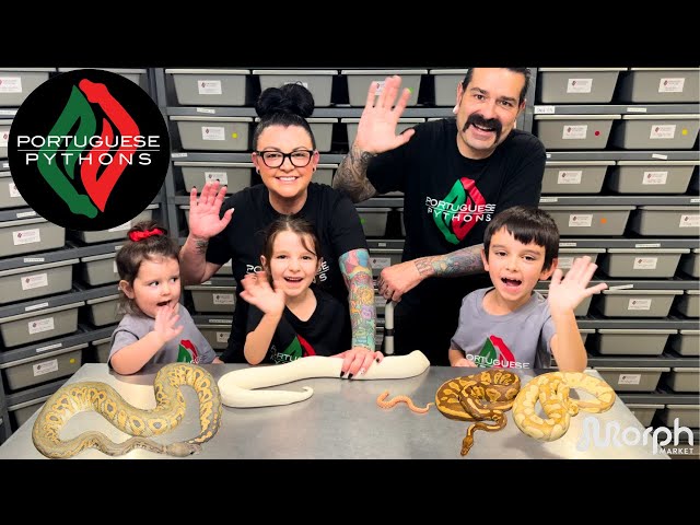 The BEST Ultramel Ball Python Combos With Portuguese Pythons
