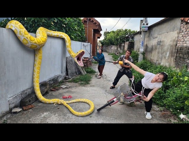 5 Brave Hunters Catch Giant Python Using Snake Detector
