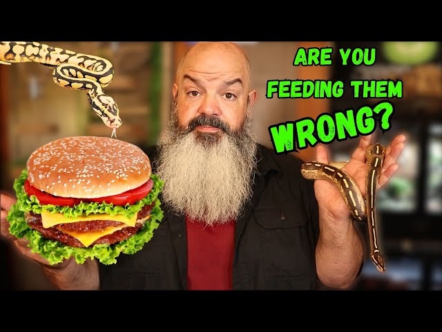 Are You Feeding Your Snakes Wrong?