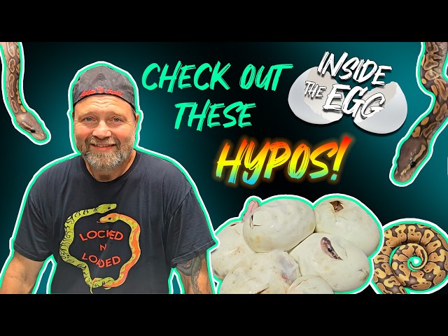 Hypo Ball Pythons | Inside the Egg 20