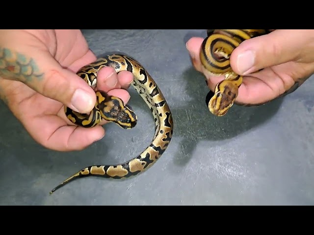 2026:Clutch 9 Follow-Up:BALL PYTHONS~Triple Het Pairing! VPI Axanthic, Albino, & G-Stripe + Leopard 