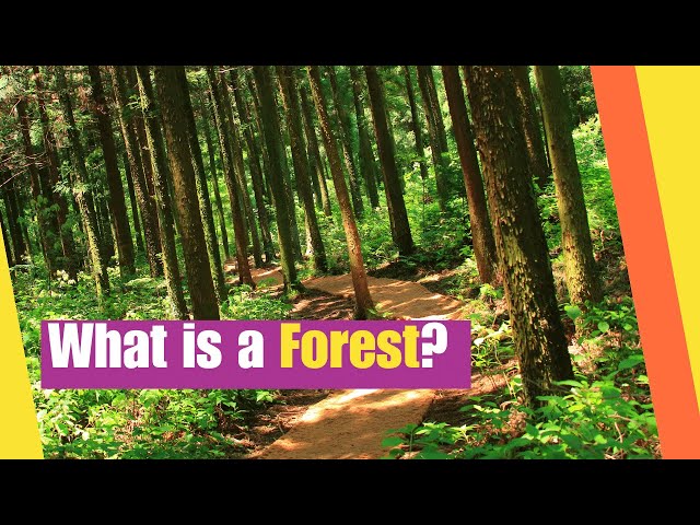 What is a Forest? Learn about the Plants and Animals that Live in a Forest Biome | Lesson Boosters