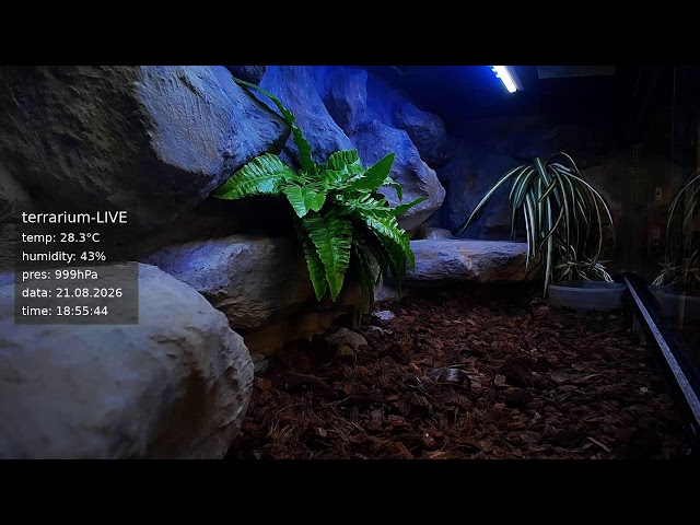 terrarium-LIVE 🔴 21/08/2026 🐍 Ball Python Regius Snake