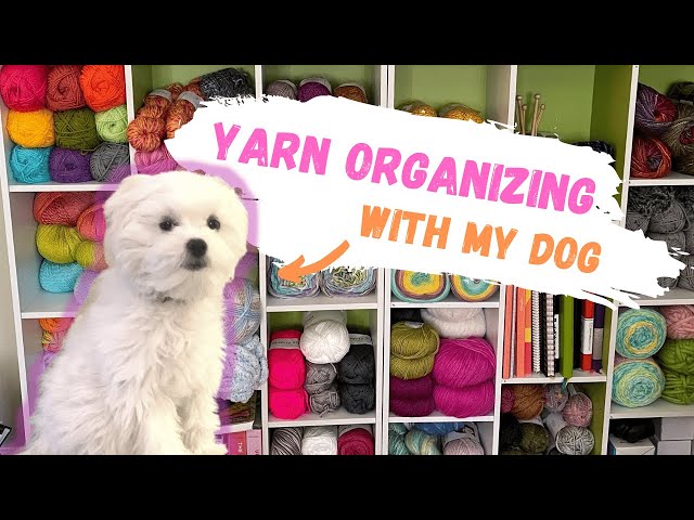 Organizing my Yarn Collection with my Dog | Tips & Tricks
