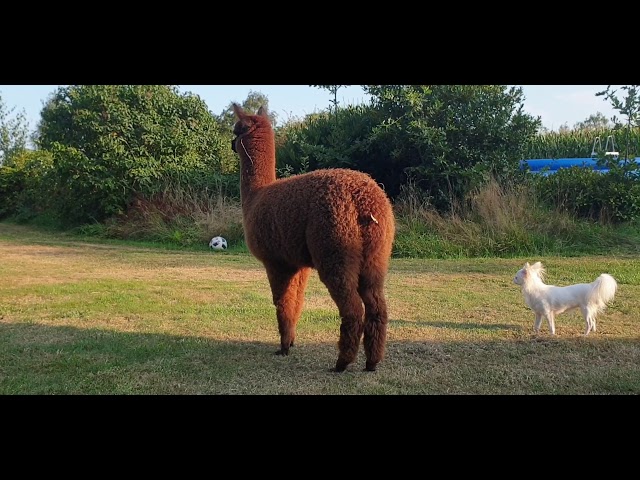 jumping and bouncing like a lama alpaca baby Moushi in the garden